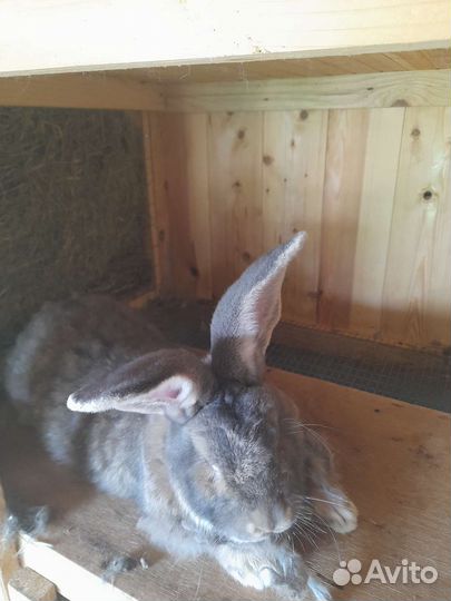 Кролики Ризен, крольчата