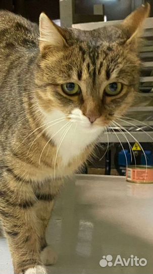 Ириске нужен дом