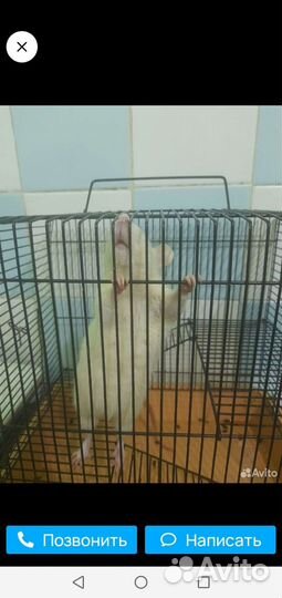 Хомяк с клеткой