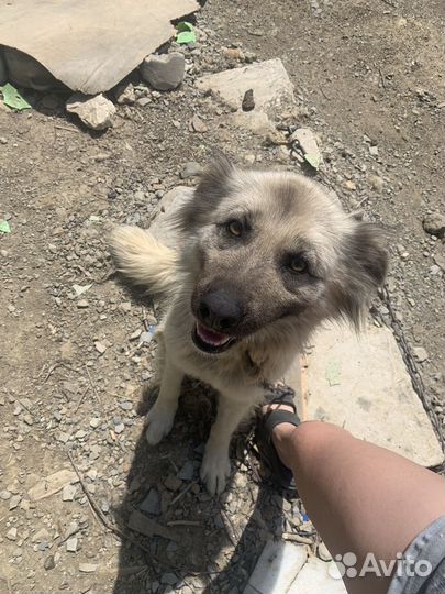 Собака в добрые руки