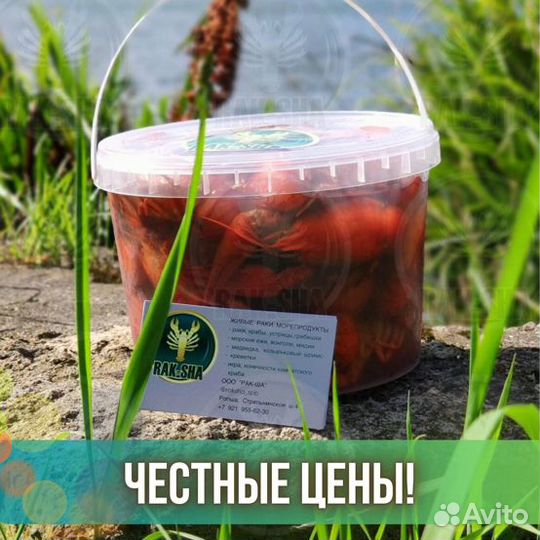 Раки живые и вареные
