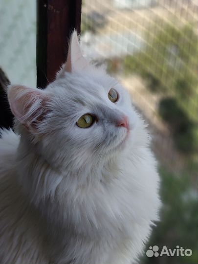 Покусаная Мявочка хочет домой