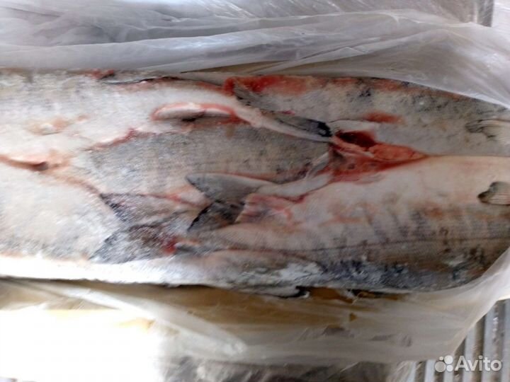 Рыба свежемороженая горбуша