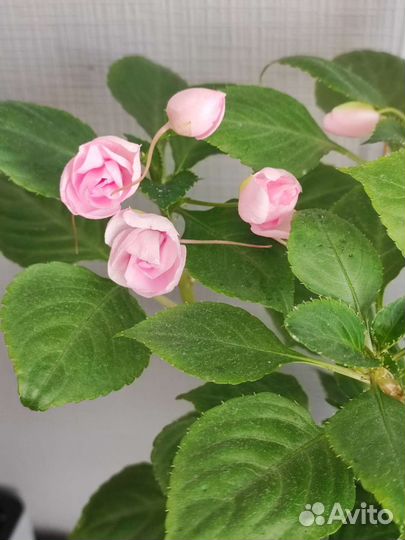 Бальзамин махровый Эплблоссом