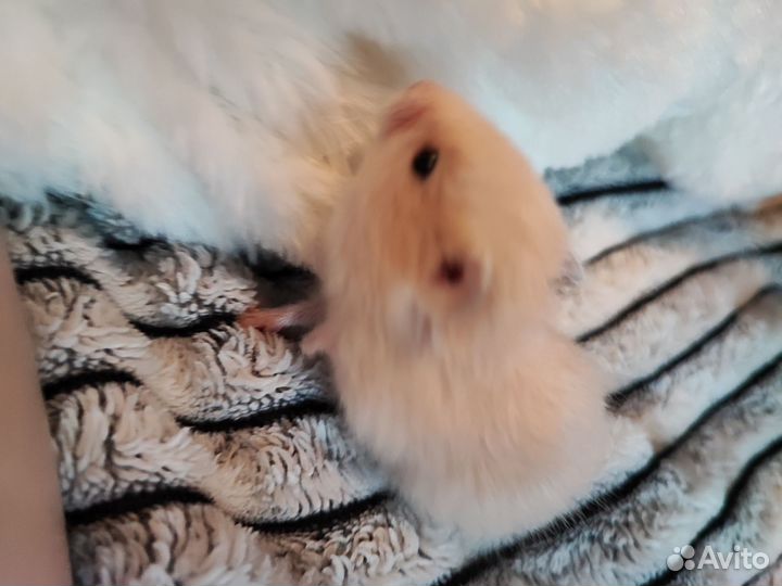 Сирийский хомяк