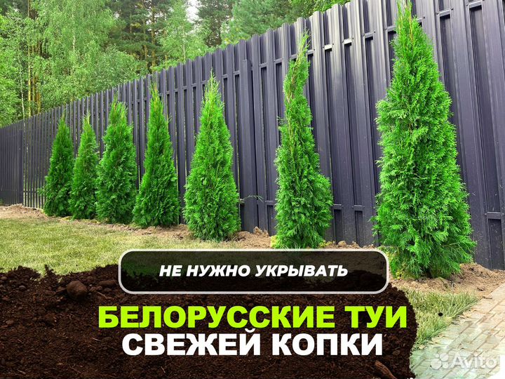 Туи свежая копка 2023
