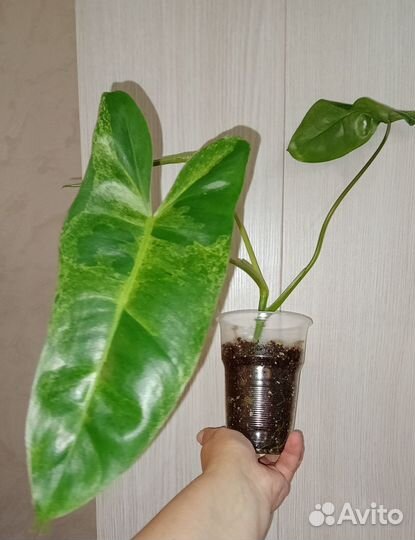 Филодендрон Параисо верде