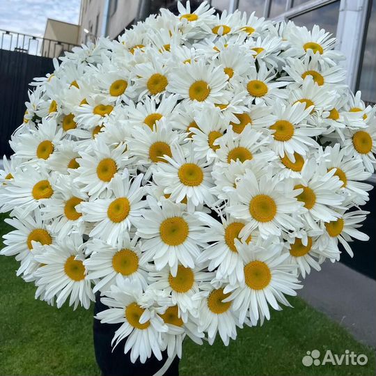 Ромашки оптом