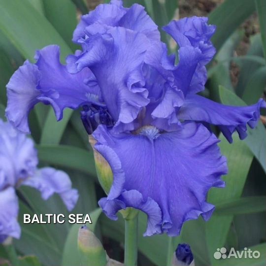 Ирисы бородатые