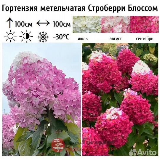 Гортензия Стравбери блоссум