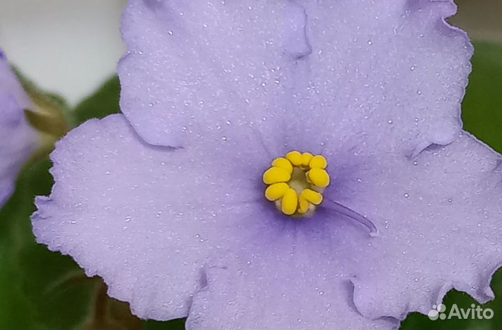 Фиалка в горшках