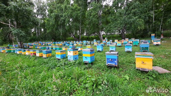 Алтайский мёд разнотравья (сбор 2023)