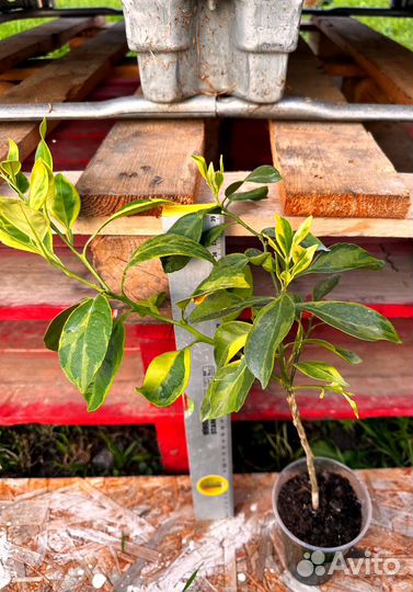 Мандарин декопон Вариегатный