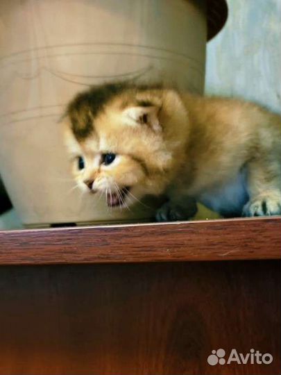 Котята золотая шиншилла