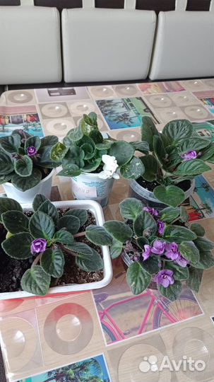 Комнатные цветы фиалки