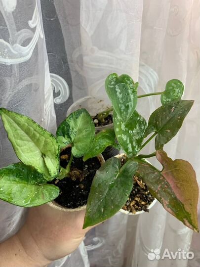 Сингониум,Сциндапсус