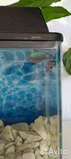 Аквариум с рыбками