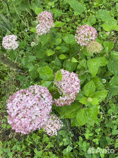 Гортензия древовидная