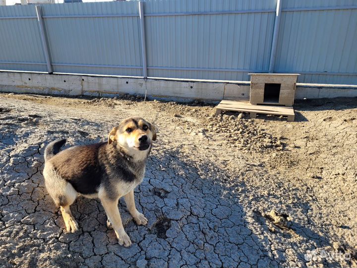 Собака в добрые руки отдам бесплатно