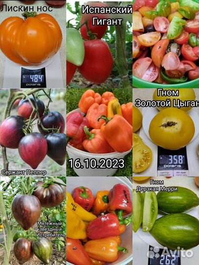 Продам семена коллекционных сортов томатов-Дварф