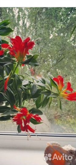 Эсхинантус