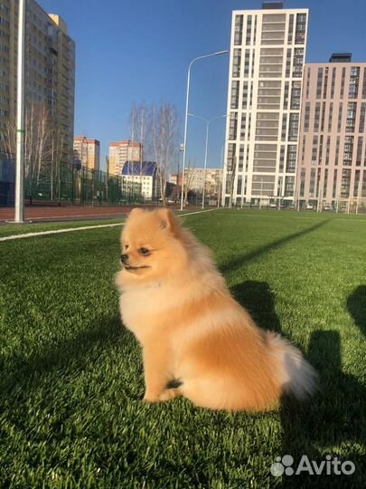 Немецкий шпиц вязка