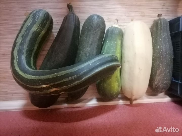 Тыква, кабачки