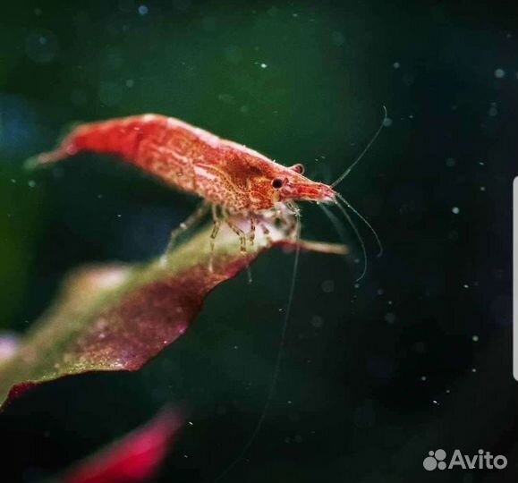 Аквариумные креветки