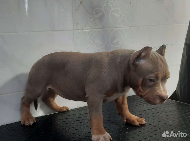 Американский булли