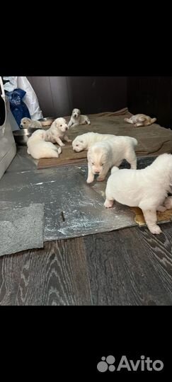 Продажа щенков алабая