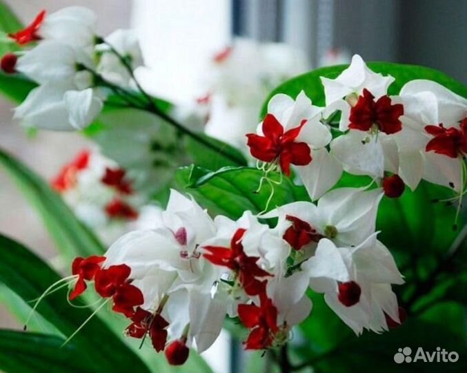 Клеродендрум Томпсона