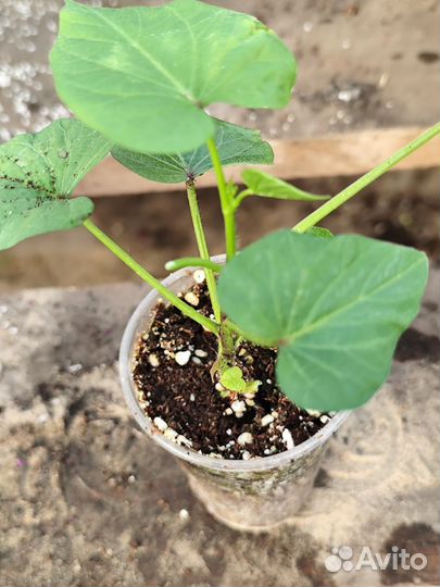 Декоративные растения