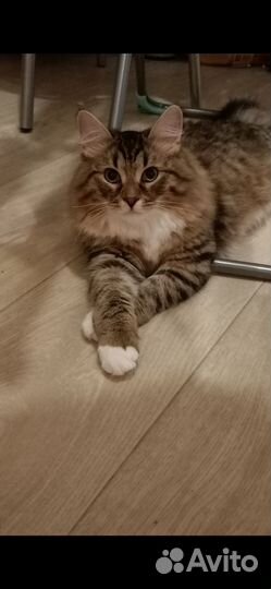 Котенок