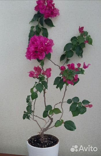 Бугенвиллея