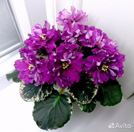 Продам укоренённые детки сортовых фиалок 2