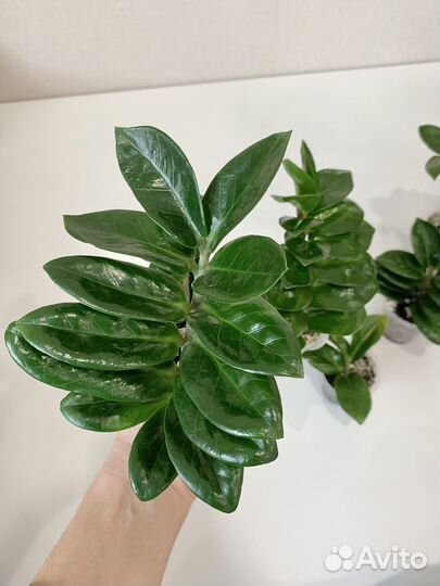 Замиокулькас зензи. Обновление 7.09