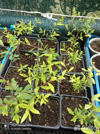 Ивы Нана,Криспа, Матсудана, серебристая