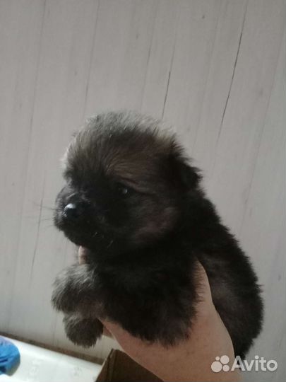 Щенки шпица