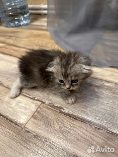 Котята бесплатно
