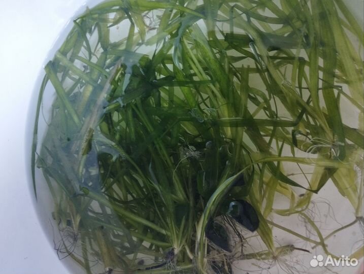 Аквариумные растения