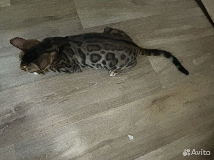 Бенгальский котенок