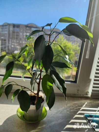 Фикус бенджамина