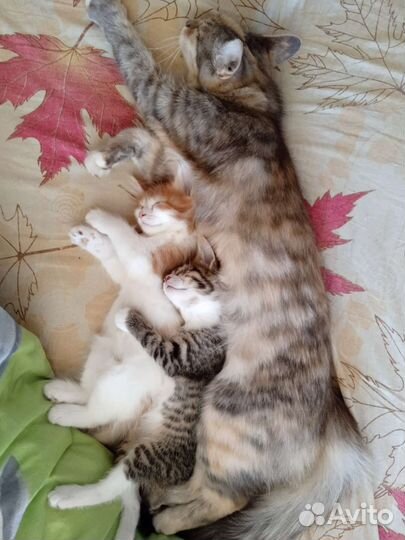 Котики пушистики