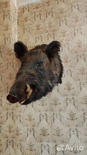 Чучело головы кабана