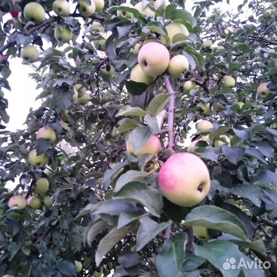 Яблоки сладкие, помидоры, заготовки