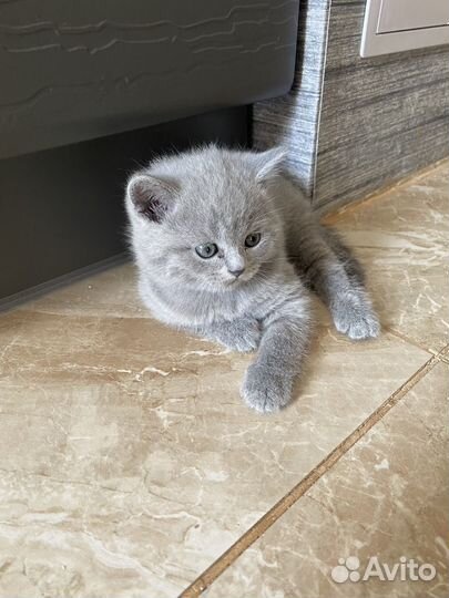 Британская