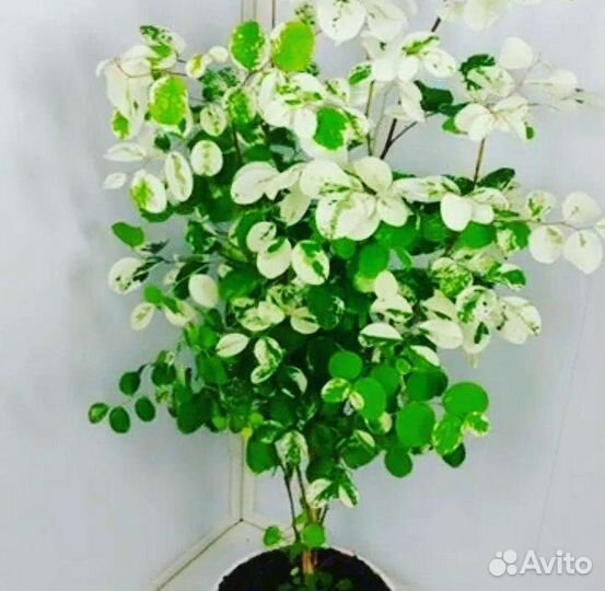 Брейния снежная