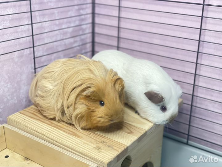 Морские свинки