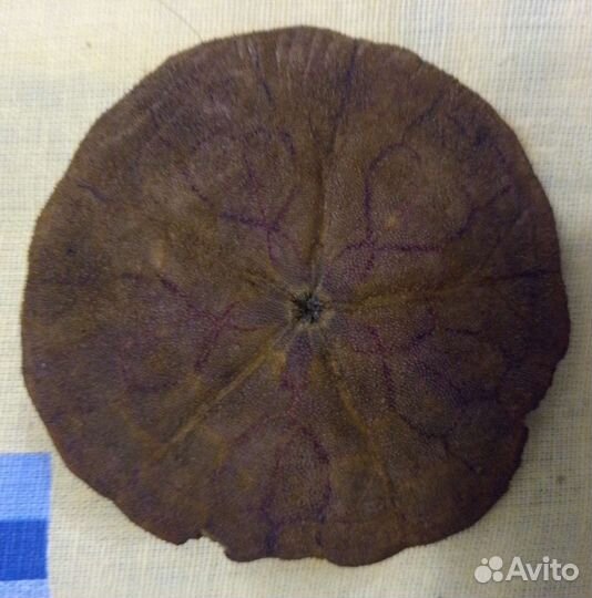 Окаменелость.Плоский щитообразный морской ёж