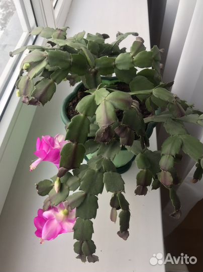 Комнатные цветы